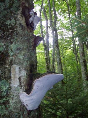 Tree Fungus
next to a white blaze...
Approach to Whitetop Mountain, 
2009

