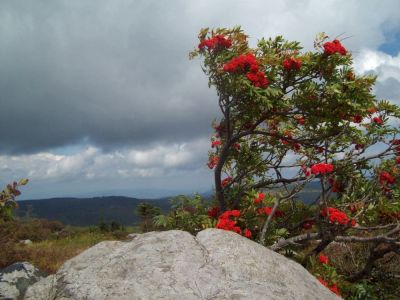 Grayson Highlands
Twisted Mountain Ashe Tree in 'bloom' with berries, in the highlands of Virginia;
Rat's B'day Hike 2009
