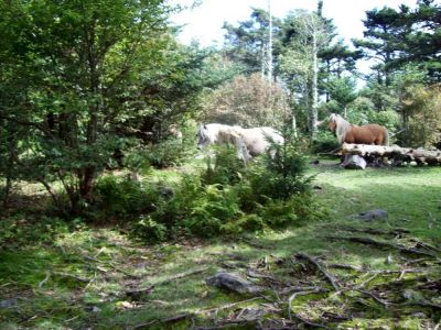 More Ponies on Mount Rogers
Wild, yet friendly.
9-09

