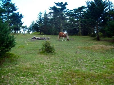 Pony
Yup, more ponies on Mount Rogers!
9-09
