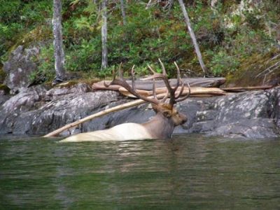 Elk crossing a lake
photo donated by Betty Sabatini
