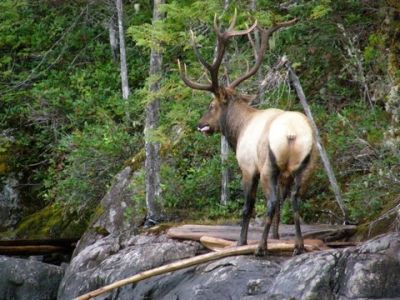 Elk after crossing lake
photo donated by Betty Sabatini
