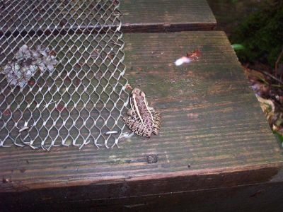 Frog
Frog on one of the Jones Branch Bridges 6-18-09
