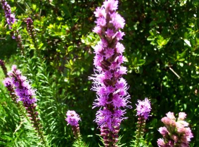 Blazing Star
close up view
