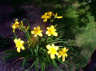 Daylilies
'Mary Todd Lincoln' variety
