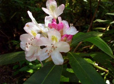 Mountain Laurel
pink and white blossoms
