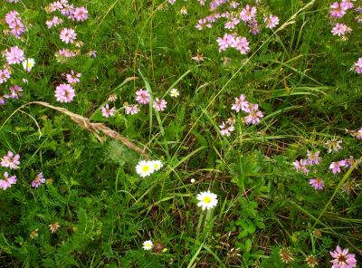 Crown Vetch and Daisys
