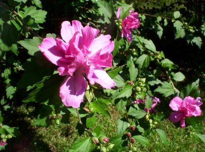 Double Petaled Rose of Sharon
July 2009
