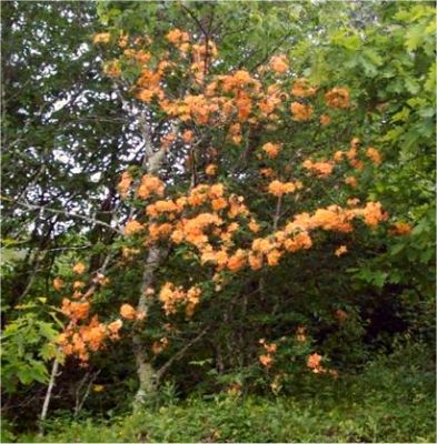 Orange Azalea
Orange Azalea blooming on Bald Mountain 6-18-09
