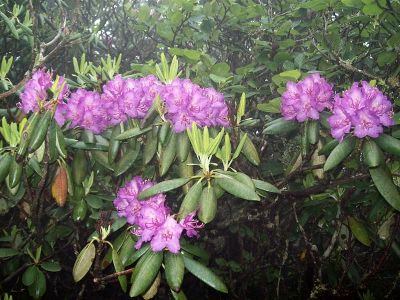 Rhodos on Roan Mtn
photo by RAT during festival 
6-09
