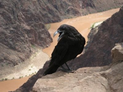Raven
Grand Canyon
photo by  by Low Rider 7-24-09
