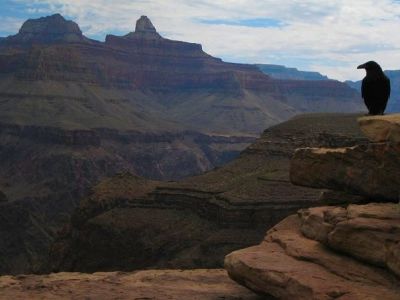 bird
Never more ?  Pic submitted by LowRider 7_24_09
