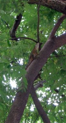  Photograph  by Lisa Lemmons-Powers
