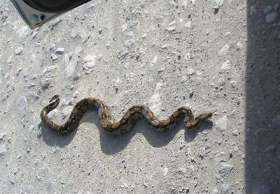 Costa Rican Critters
Snake...
 Photograph  by Lisa Lemmons-Powers
