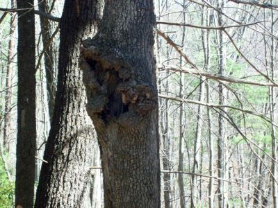 Gnarly Tree
Near the Sill Branch Overlook Trail

