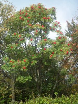 Mountain Ashe tree
The Howard Bassett memorial stone is at the foot of this tree looking off to Horse Cr.

