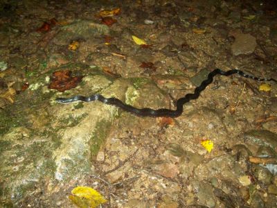 Black Snake
Stealth-snake seen along the Sill Branch Trail,
Photo by Rat
9-19-2009

