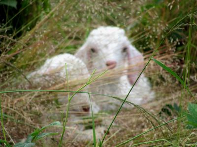 Baby Goats
...on Roan Mountain
Photo by RAT 
7-11-2010
