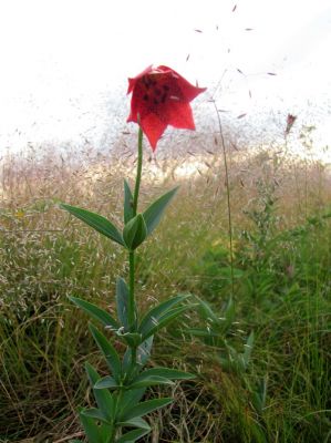 Grey's Lily
...on Roan Mountain
Photo by RAT 
7-11-2010
