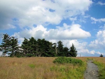 Jane Bald
Roan Mountain
Photo by RAT 
7-11-2010
