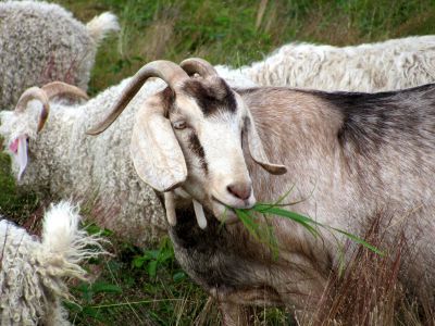 Goats on Roan mountain
Photo by RAT 
7-11-2010
