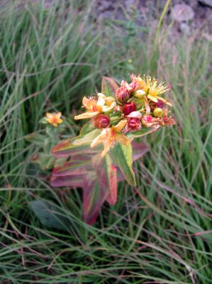 St. John's Wort
Roan Mountain
Photo by RAT 
7-11-2010
