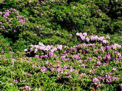 Rhododendron Gardens
Roan Mountain...
a li'l past the 'peak'
Photo by Rat, 6-24-09
