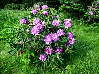 Lone Rhodo
Taken 6-24-09
