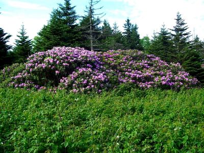 Rhodos on Roan
Taken 6-24-09
