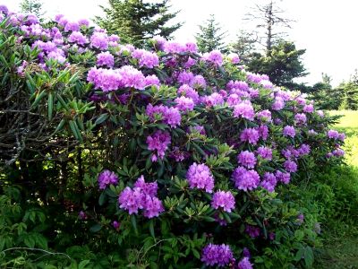 Rhodos near Old Hotel Site
Taken 6-24-09
