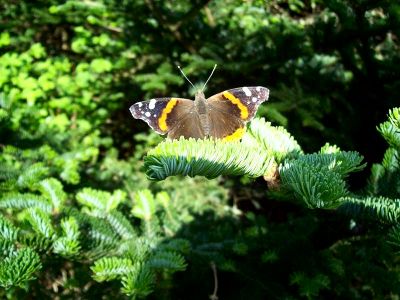Moth on fir tree...along AT, on top of Roan Mnt
Taken 6-24-09
