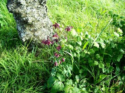 Wildflowers 
Photo by Rat
6-24-09
