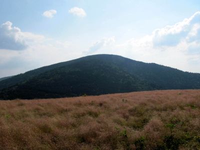 View From Roan
Roan Mountain
Photo by RAT 
7-11-2010
