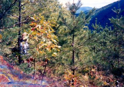 Sampson Mtn. Ridgeline
Find Bol'Dar !
