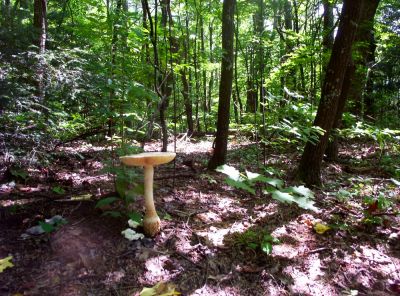 Mushroom on Steroids
Foot Tall Mushroom on Snowbird Mountain,
August 2009
