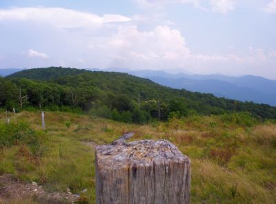 Stealth Lizard
On top of post on summit of Snowbird Mountain,
August 2009
