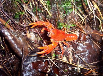 'Land Lobster'
Evolution in the making--Found this creature at the spring at Brown Gap during a rain storm,
August 2009
