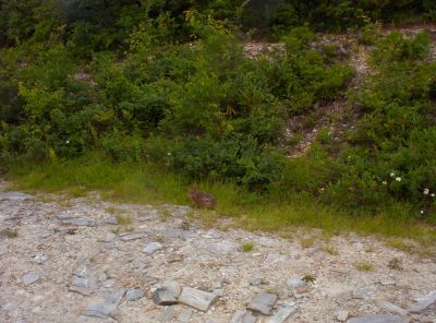 Rabbit on Unaka Mountain Overlook
Saw several of these, but this was the only one brave enough to let me close enough to take a photo

