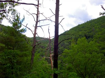 View From Trail
View looking towards the south fork of Jones Branch on Unaka mountain, July 2009
