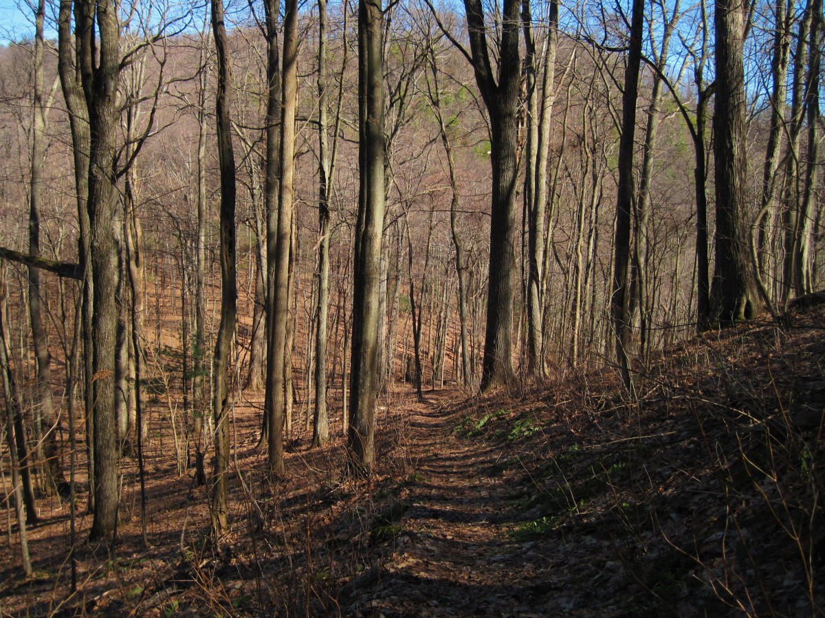 6452,_Deep_Gap,_2-19-11.jpg