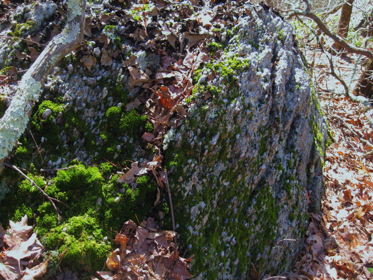 6508,_Geology_on_Spring_Mountain,_2-19-11.jpg