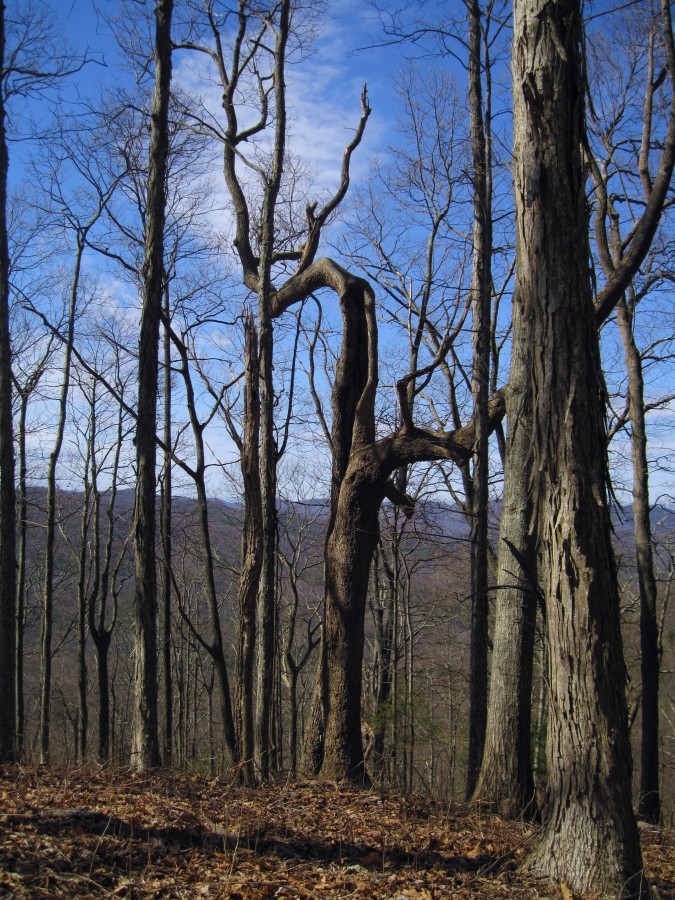 6577,_spooky_tree,_Spring_Mnt,_2-19-11.jpg