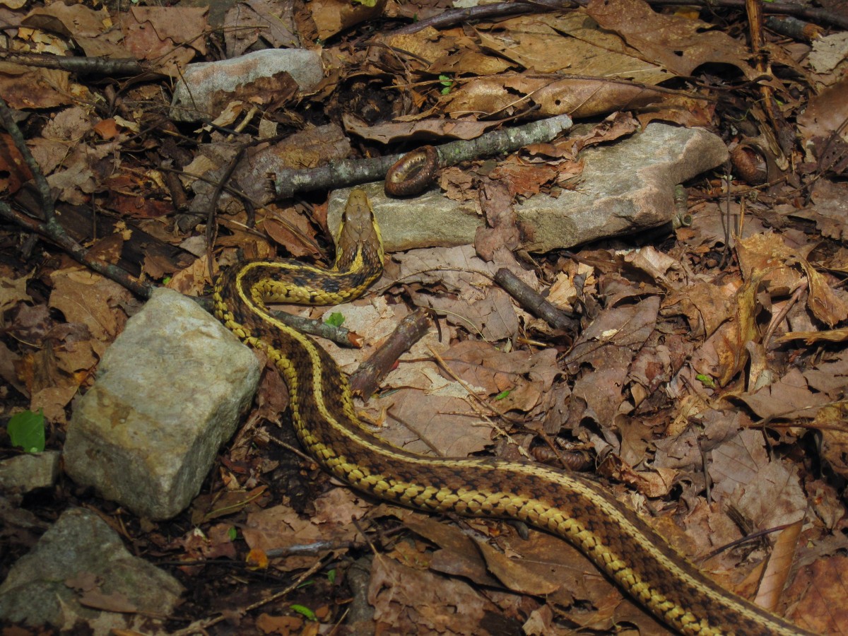 8469,_brown_and_yellow_mountain_snake,__Jennings_Creek,_4-16-2011.jpg