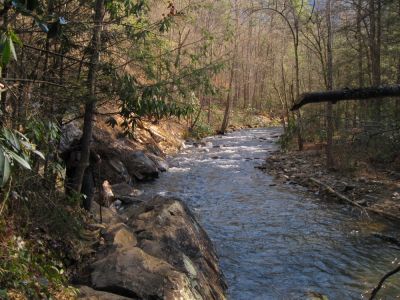 Laurel Fork Trail
3-20-10
