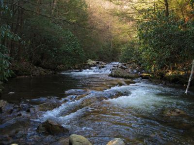 Laurel Fork Trail
3-20-10
