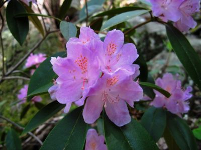 Rhododendron Blossoms
Laurel Fork,
5-5-15
