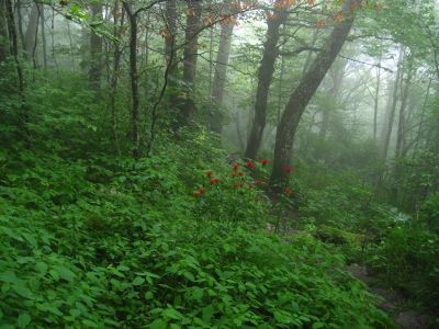 Bee Balm
In Cloud...
Bald Mountain Trail, 
July, 2011
