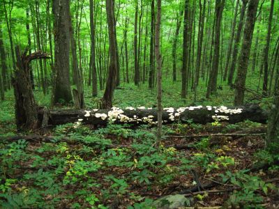 Oyster Fungus
On Log,
Hogback Ridge Trail,
July, 2011
