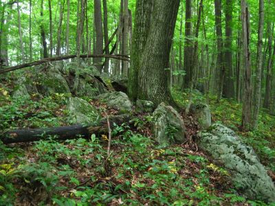 Trees Growing on Boulders
Hogback Ridge Trail,
July, 2011
