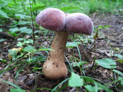 Rosy Larch/ Bolete
July, 2011
